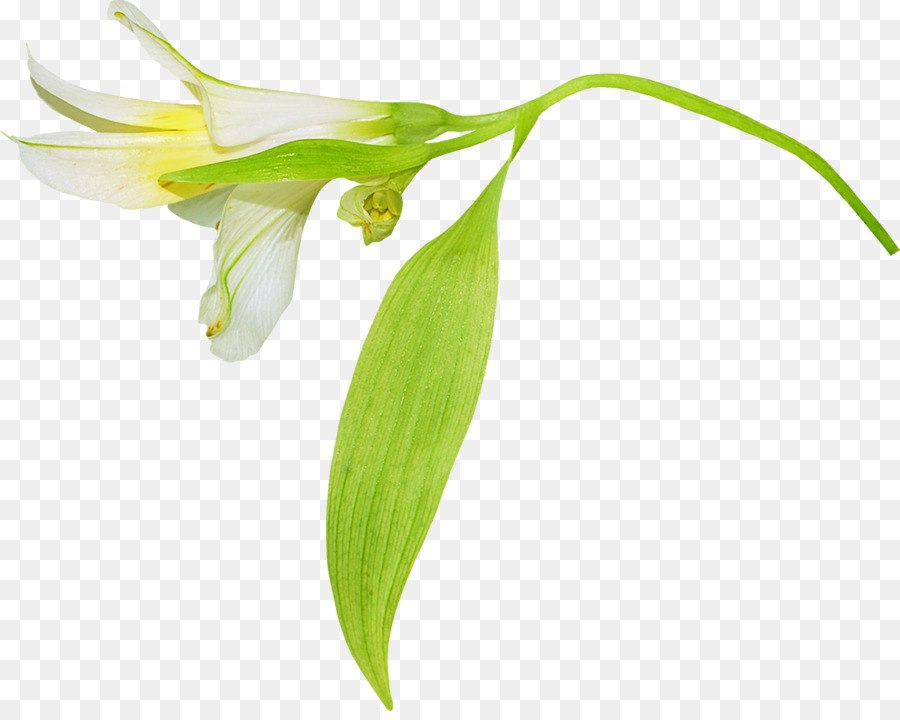 Lys Calla，Blanc PNG