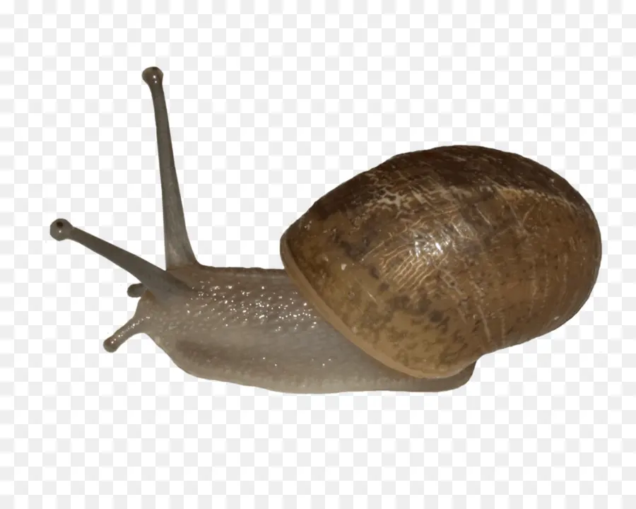 Escargot，Coquille PNG