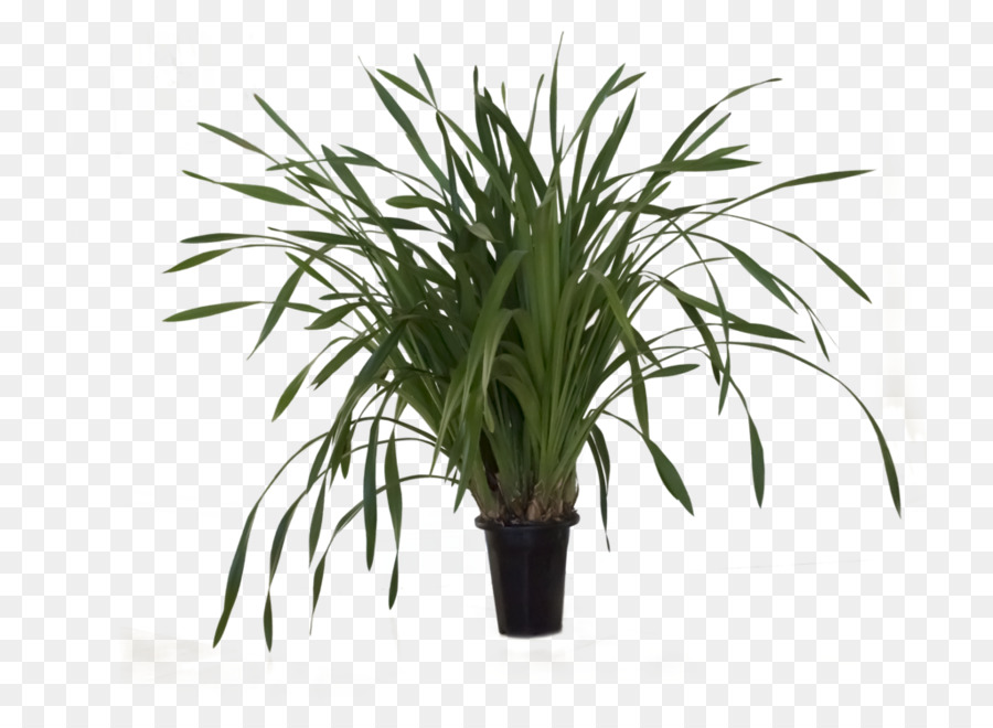 Plante En Pot，Pot PNG