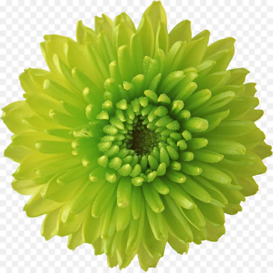 Fleur，Vert PNG