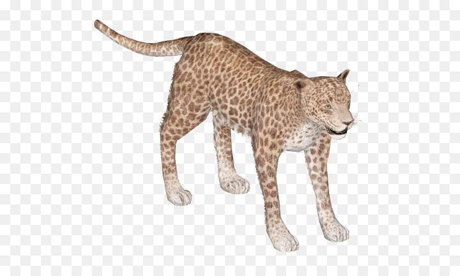 Felidae，Léopard Africaine PNG