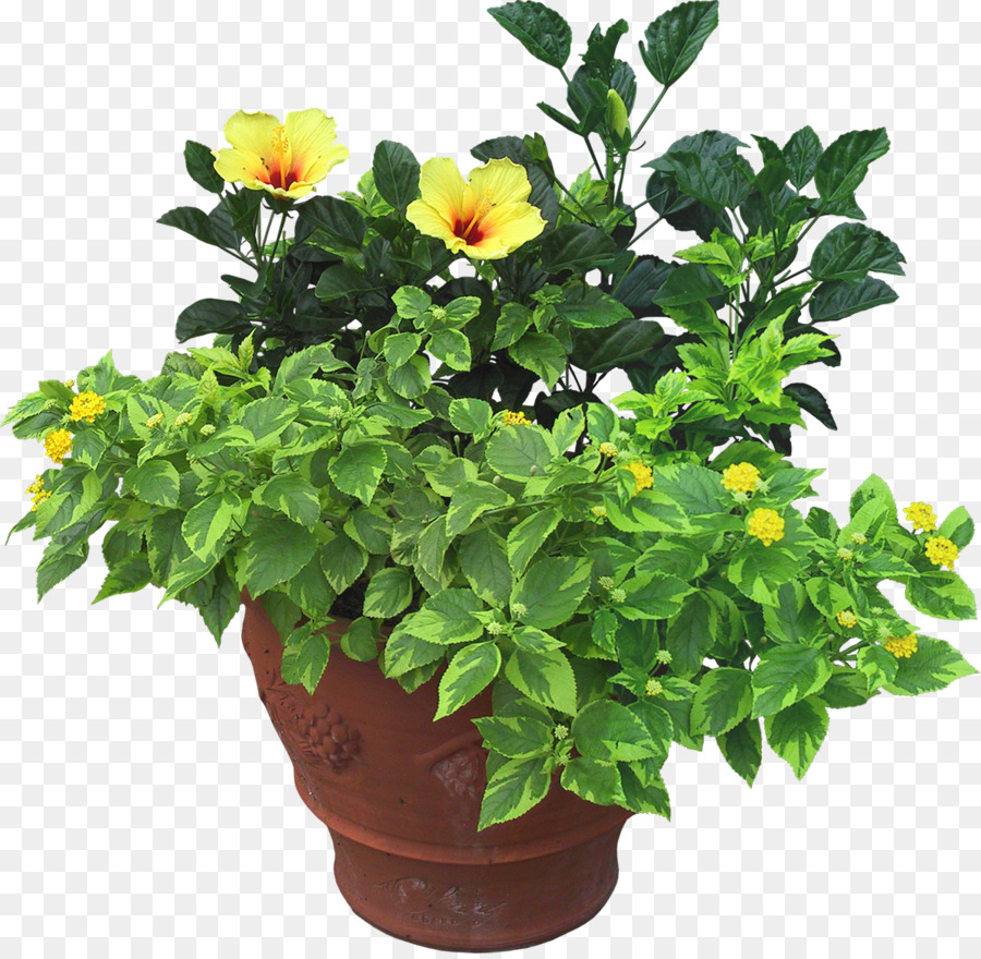 Plantes En Pot，Fleurs PNG