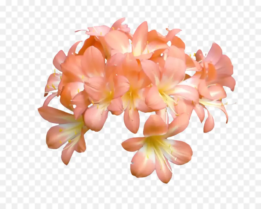 Fleurs Oranges，Orange PNG