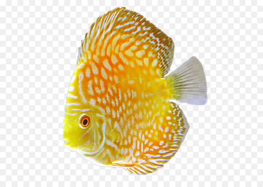 Poisson Coloré，Aquatique PNG