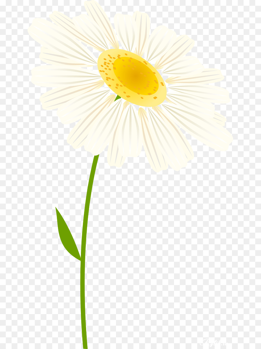 Fleur，Marguerite PNG