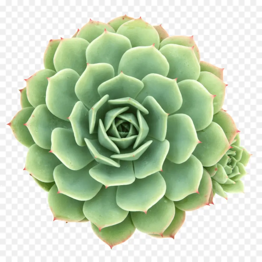 Succulent，Vert PNG