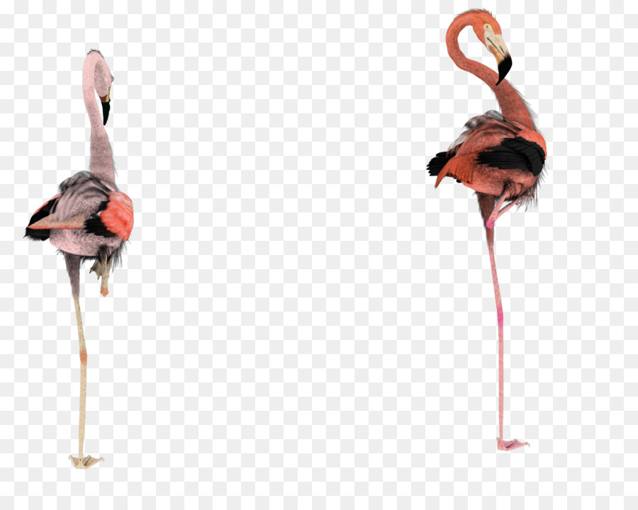 Flamants Roses，Rose PNG