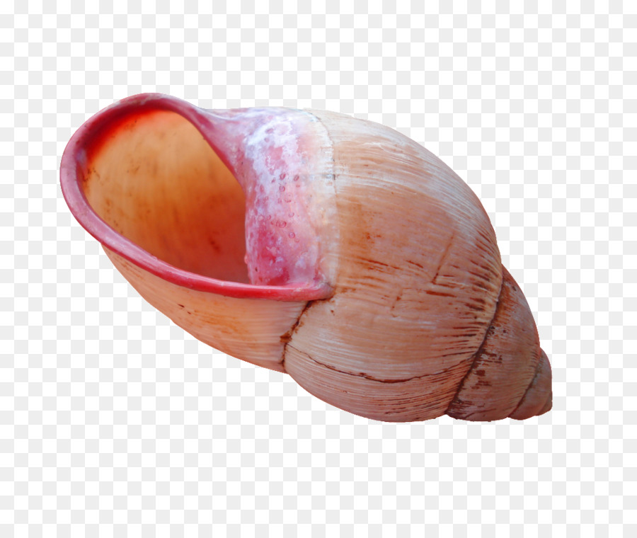 Coquillage，Coquille PNG