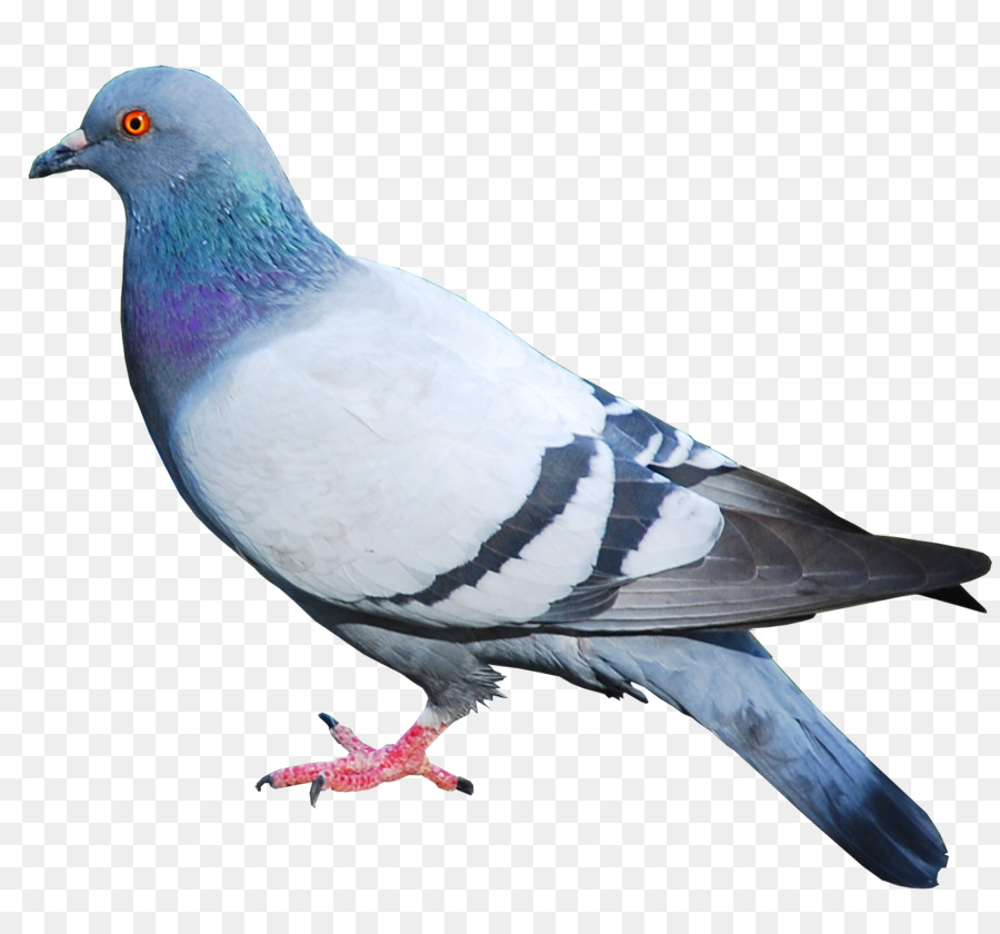 Columbidae，Pigeon Domestique PNG