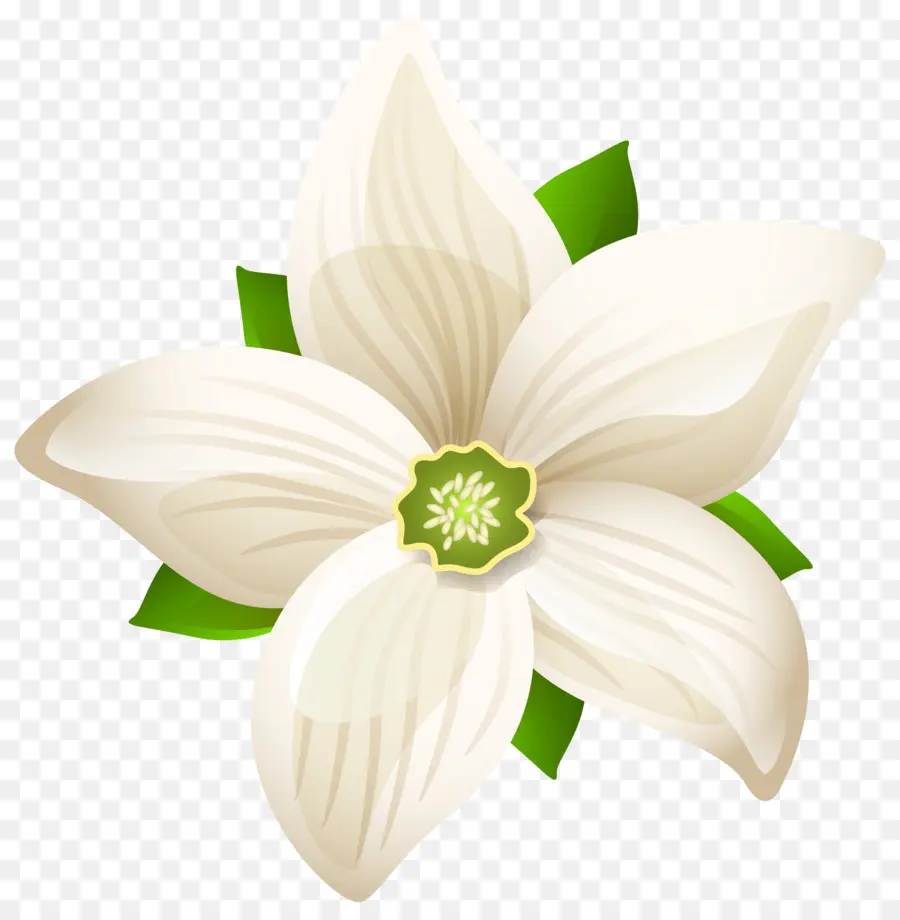 Fleur，Blanc PNG