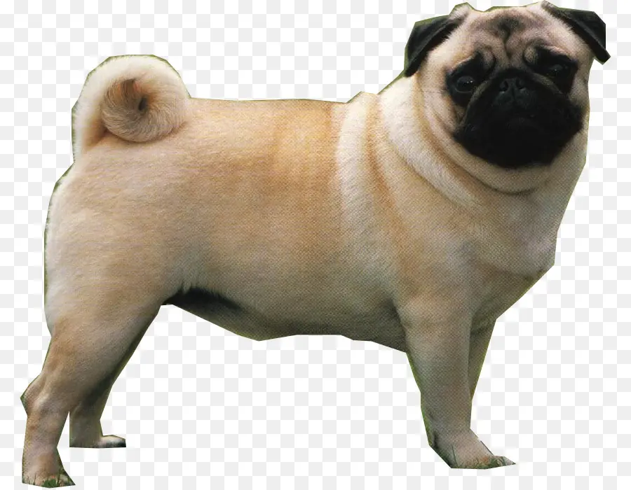 Chien Carlin，Animal De Compagnie PNG