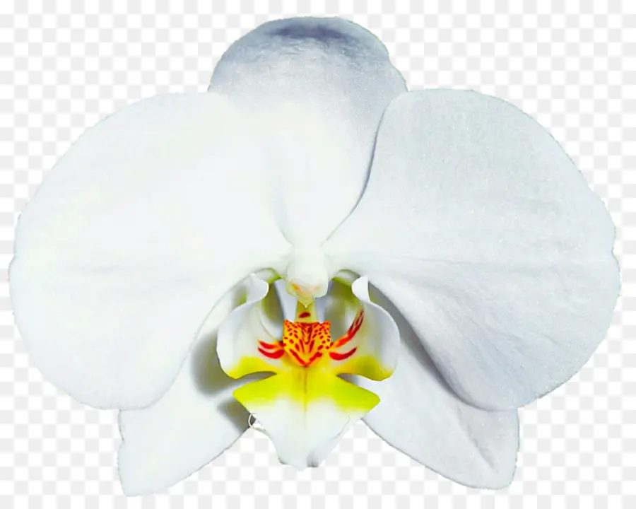 Orchidée，Floraison PNG