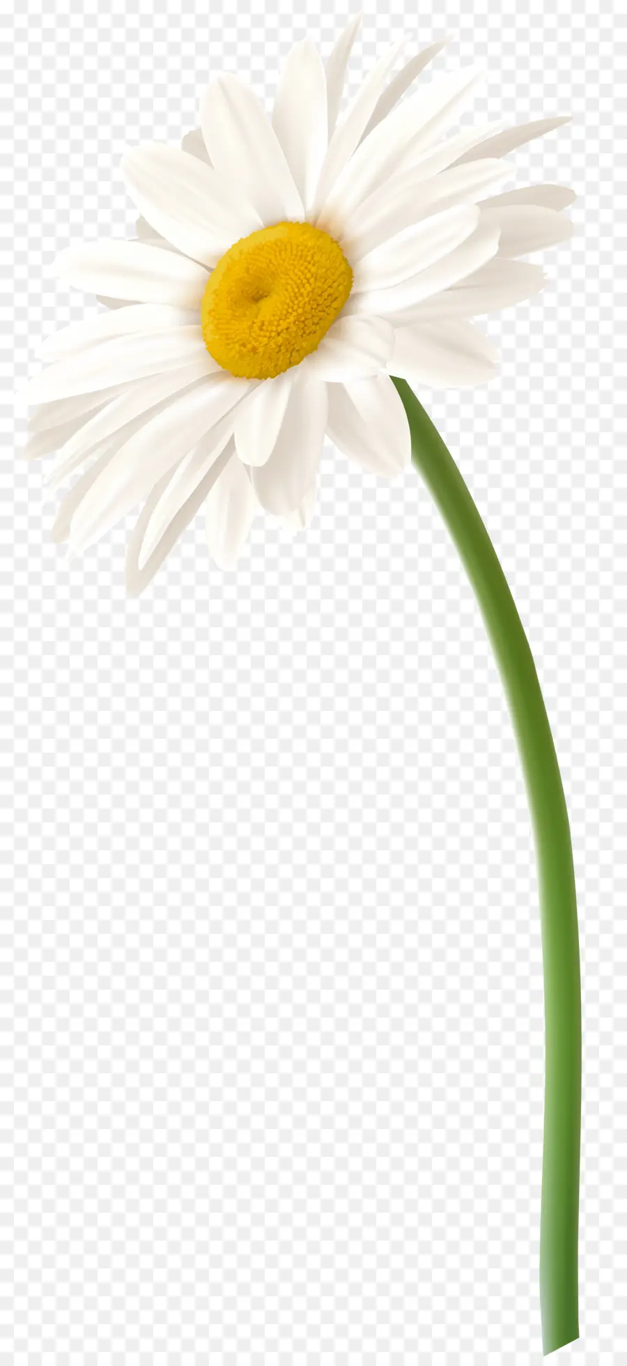 Camomille Romaine，Fleur PNG