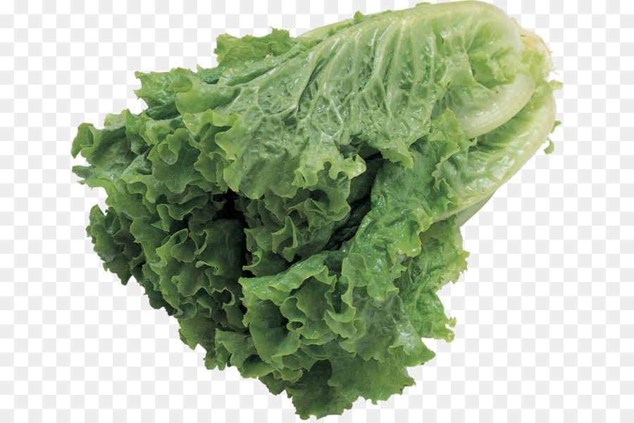 laitue legume feuille salade png laitue legume feuille salade transparentes png gratuit laitue legume feuille salade png