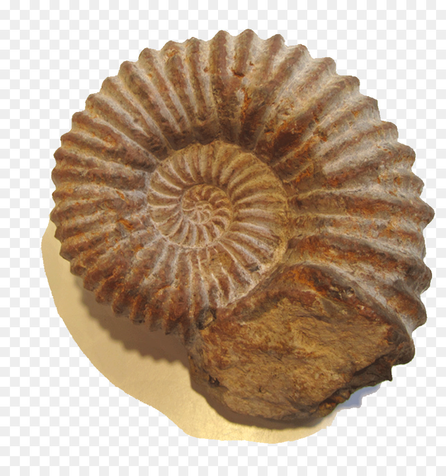 Ressources D'ammonite，Musée National De Blues PNG