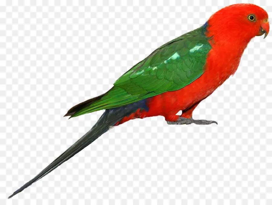 Perroquet，Australien King Parrot PNG