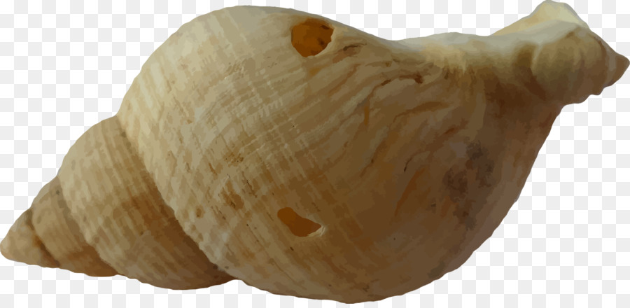 Coquille De Conque，Mer PNG