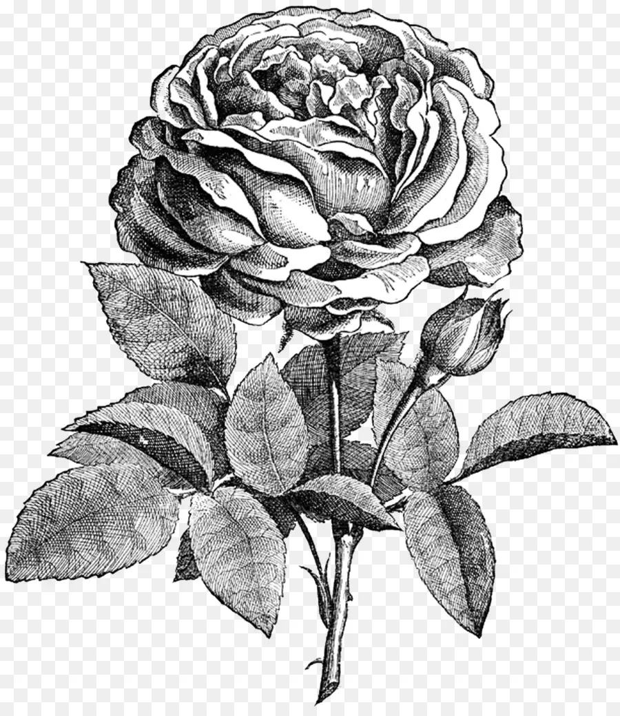 Dessin De Roses，Noir Et Blanc PNG