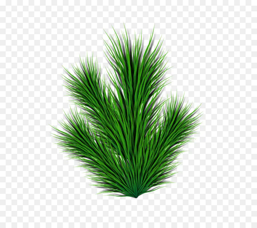 Herbe，Vert PNG