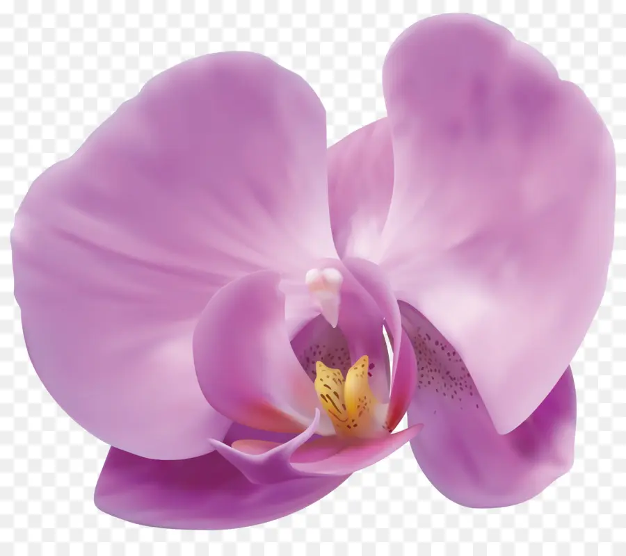 Orchidées，Orchidées Populaires PNG