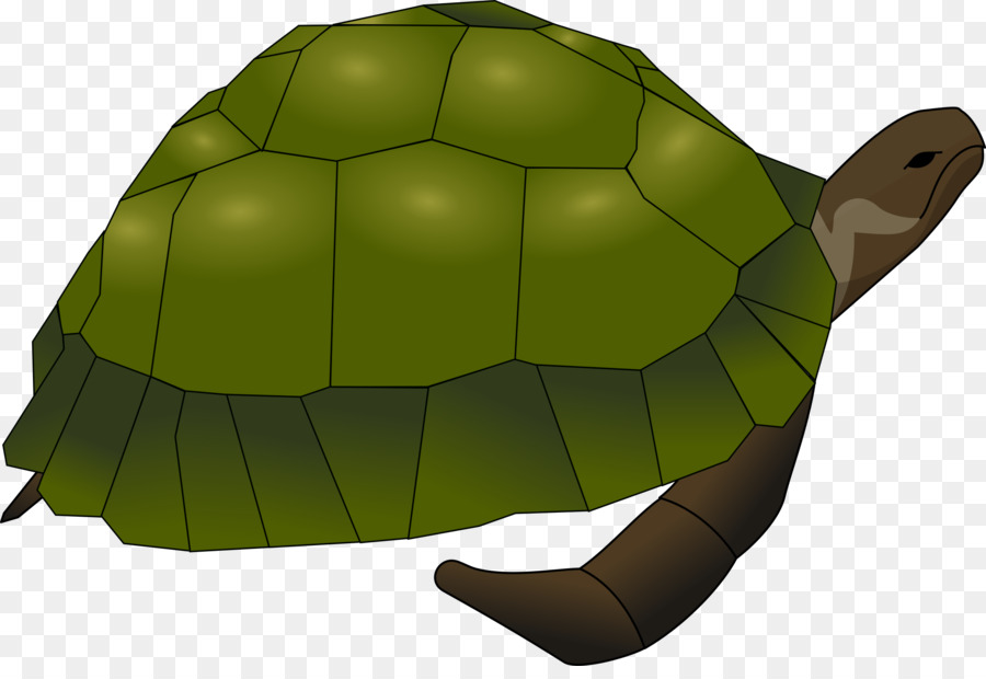 Tortue Verte，Coquille PNG