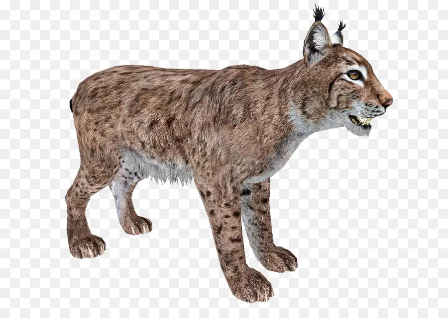 Zoo Tycoon 2，Le Lynx D Eurasie PNG