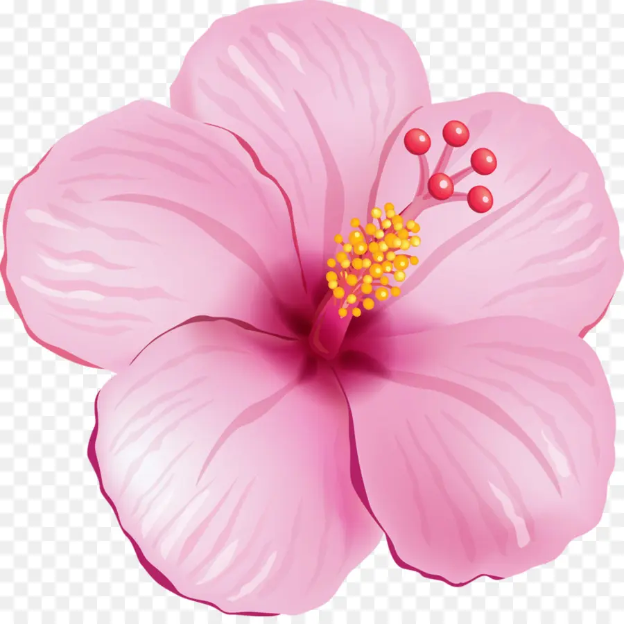 Fleur Rose，Hibiscus PNG