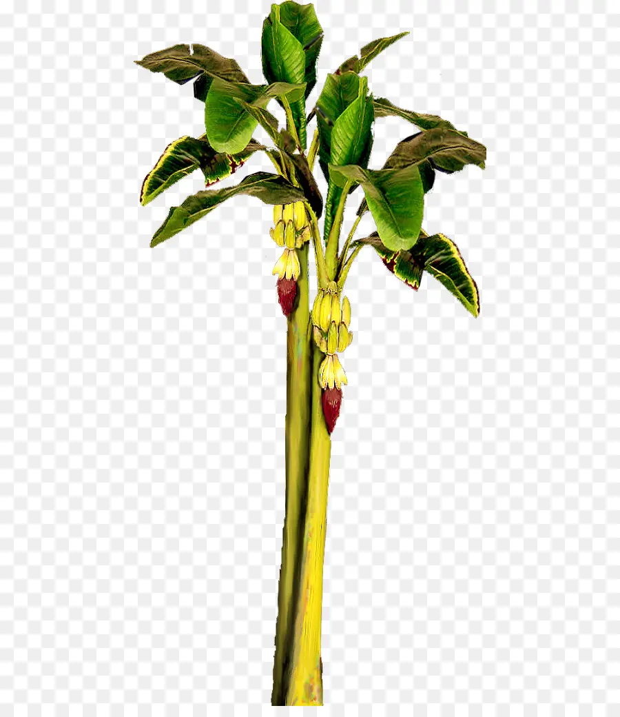 Banane，Feuille De Bananier PNG