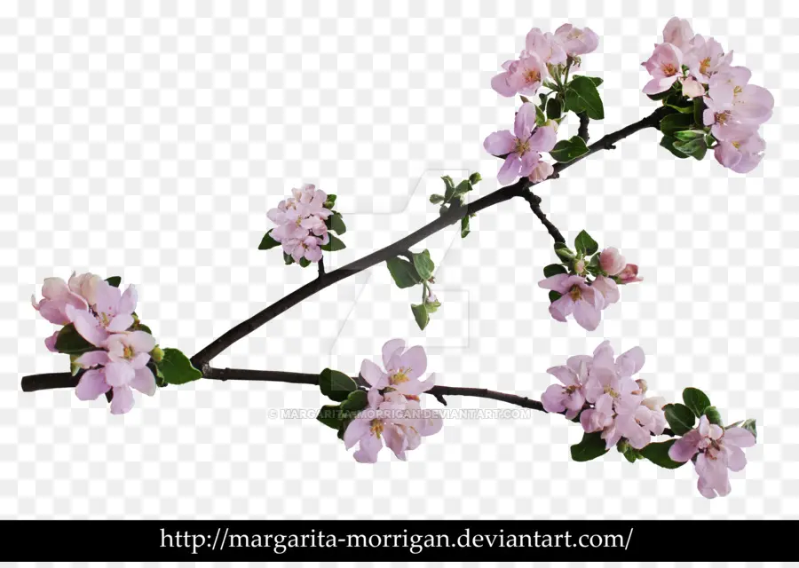 Branche De Fleurs，Fleurs PNG