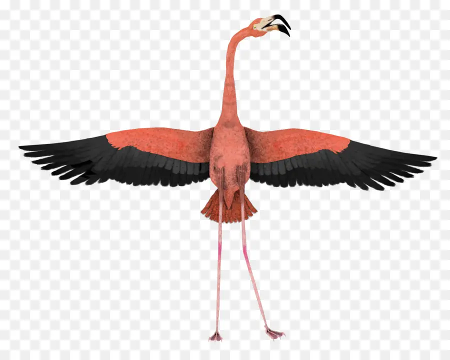 Flamant，Rose PNG