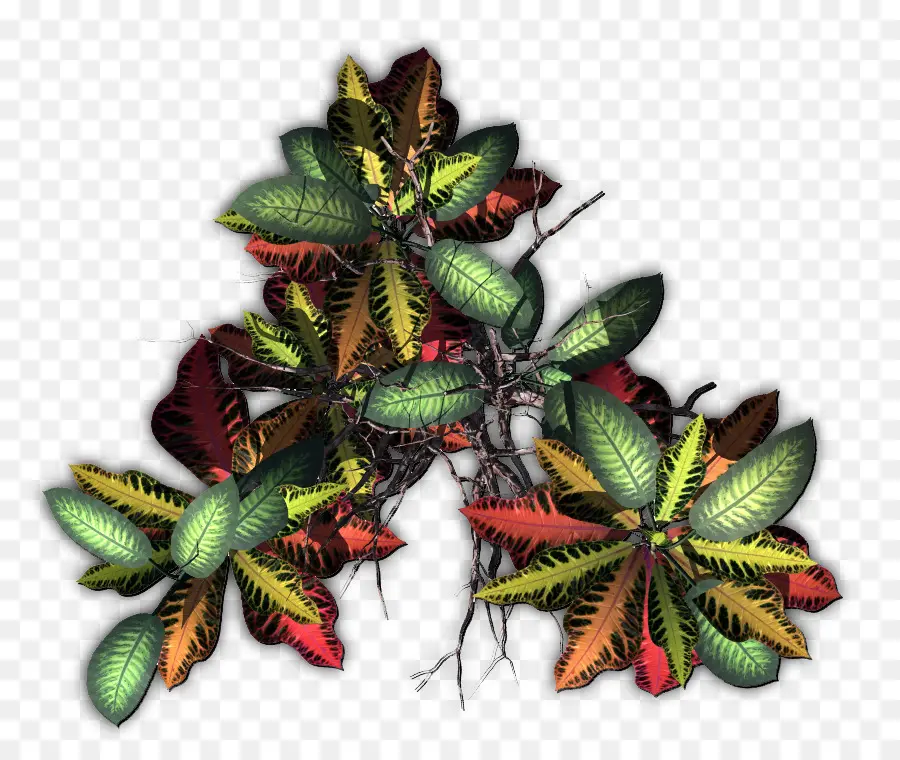 Feuilles Colorées，Feuillage PNG