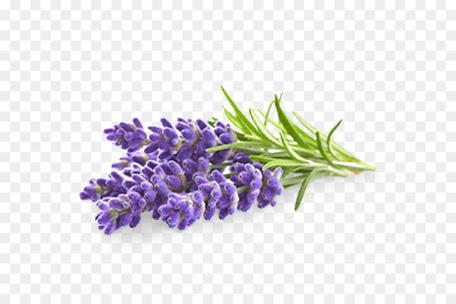 lavande anglaise fleur lhuile de lavande png lavande anglaise fleur lhuile de lavande transparentes png gratuit lavande anglaise fleur lhuile de