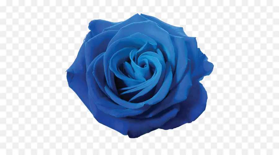 Rose Bleue，Floraison PNG