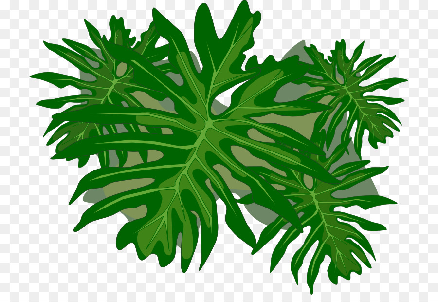 Plante Verte，Feuilles PNG