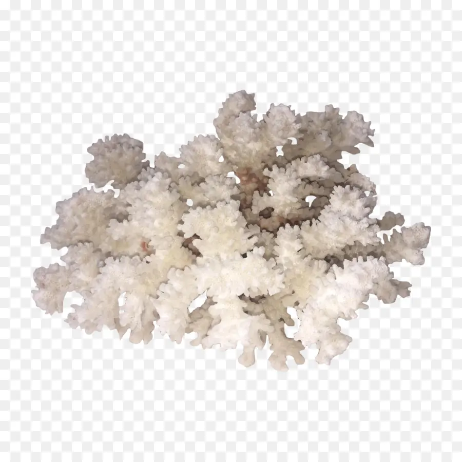 Corail，Armoires PNG