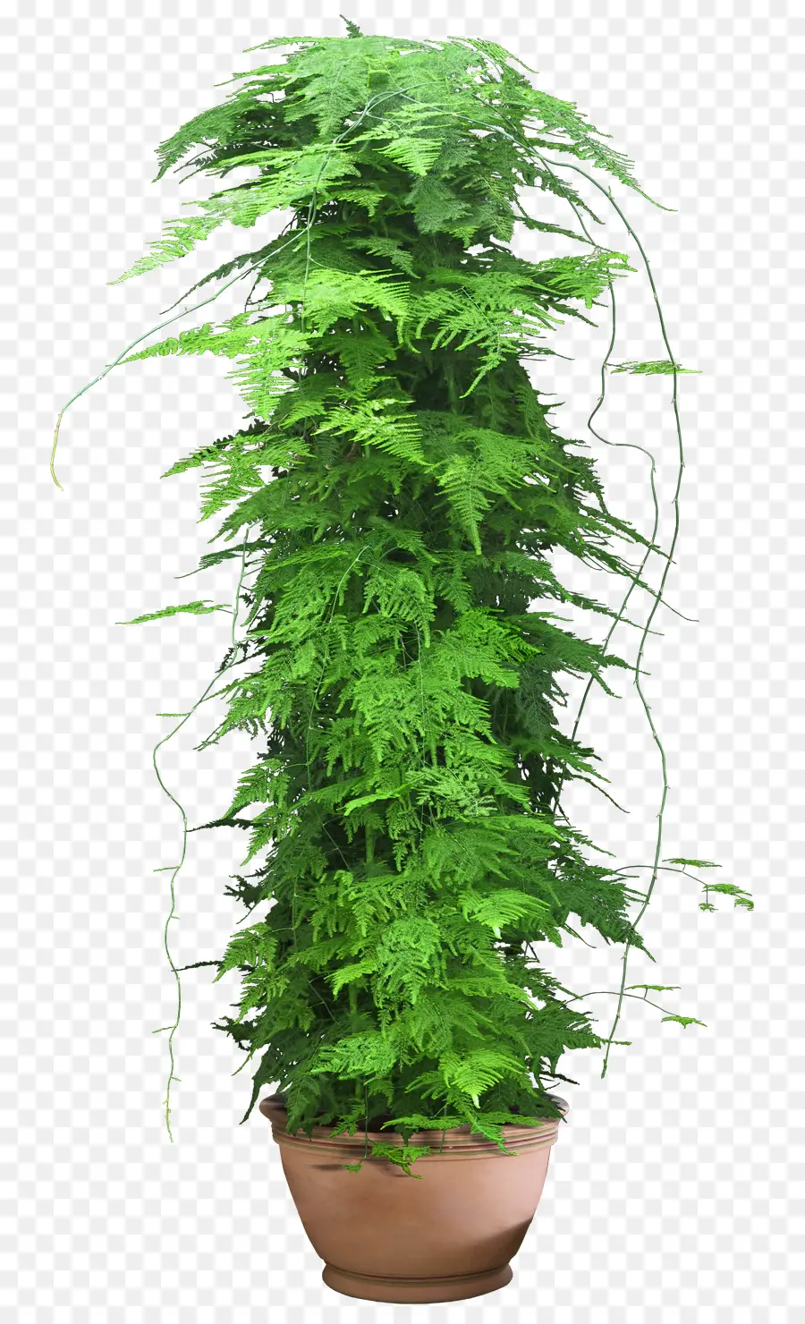 Plante En Pot，Vert PNG