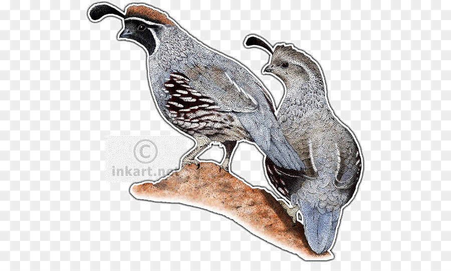 Oiseaux De Caille，Caille PNG