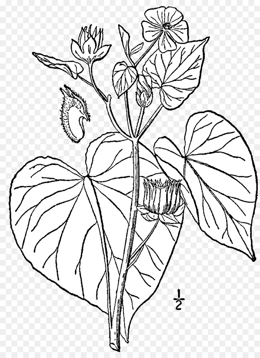 Abutilon Theophrasti，Dessin PNG