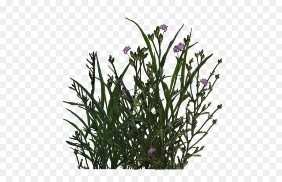 Plantes De Lavande，Fleurs PNG