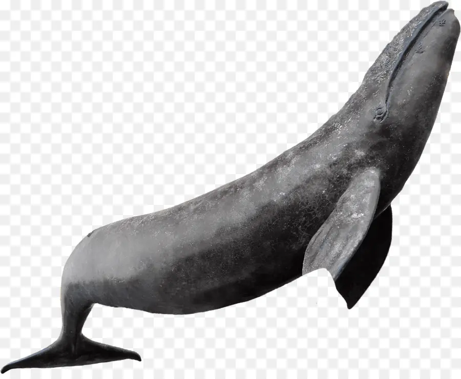 Dauphin，Baleine PNG