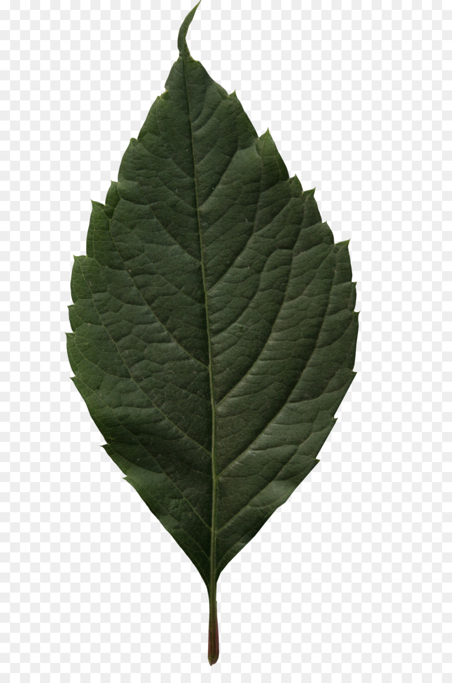 Feuille，Vert PNG