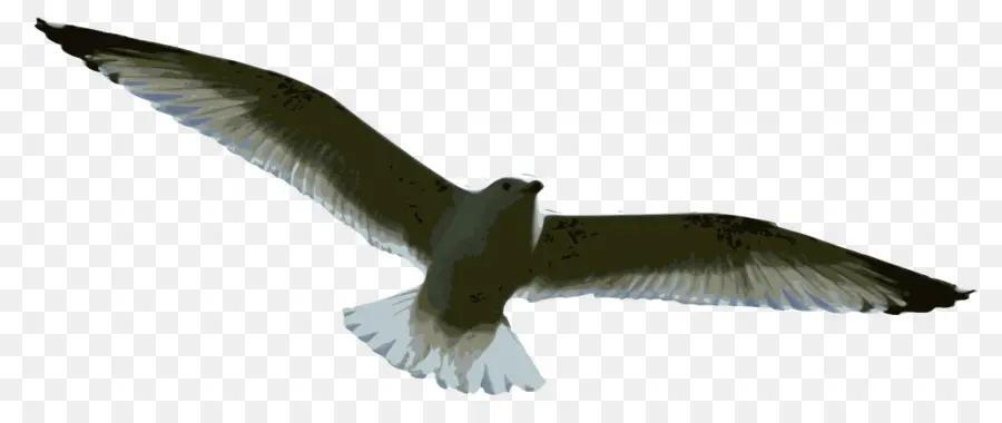 Oiseau Volant，Ailes PNG