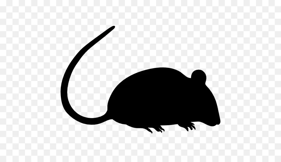 Souris Noire，Rongeur PNG