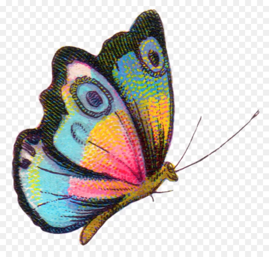 Papillon，Royaltyfree PNG