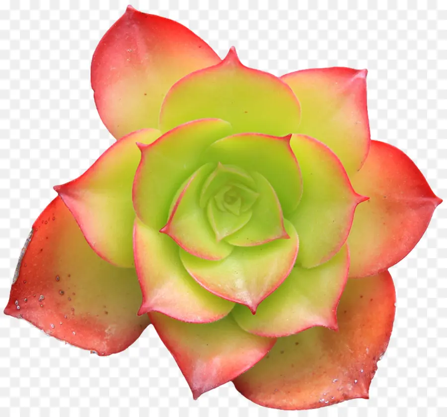 Succulent，Cactus PNG