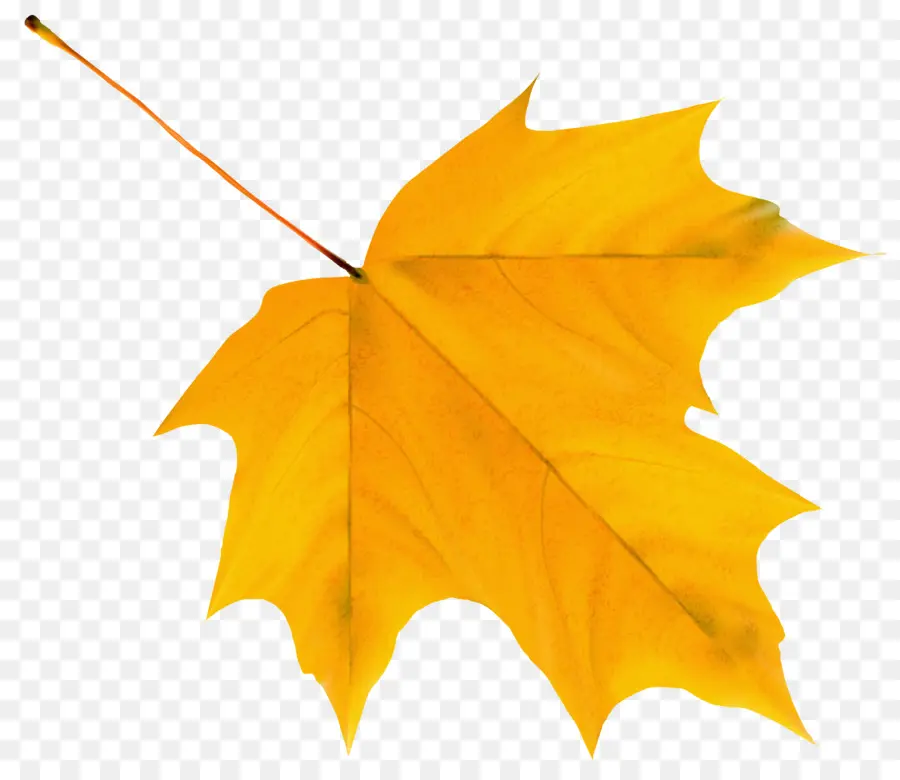 Feuille D'oranger，Automne PNG