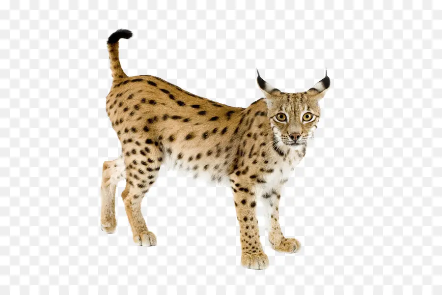 Le Lynx D Eurasie，Chat PNG