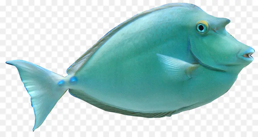 Poisson，Aquatique PNG