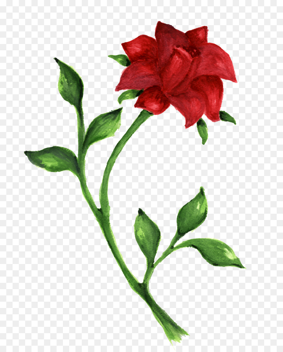 Rose，Rouge PNG