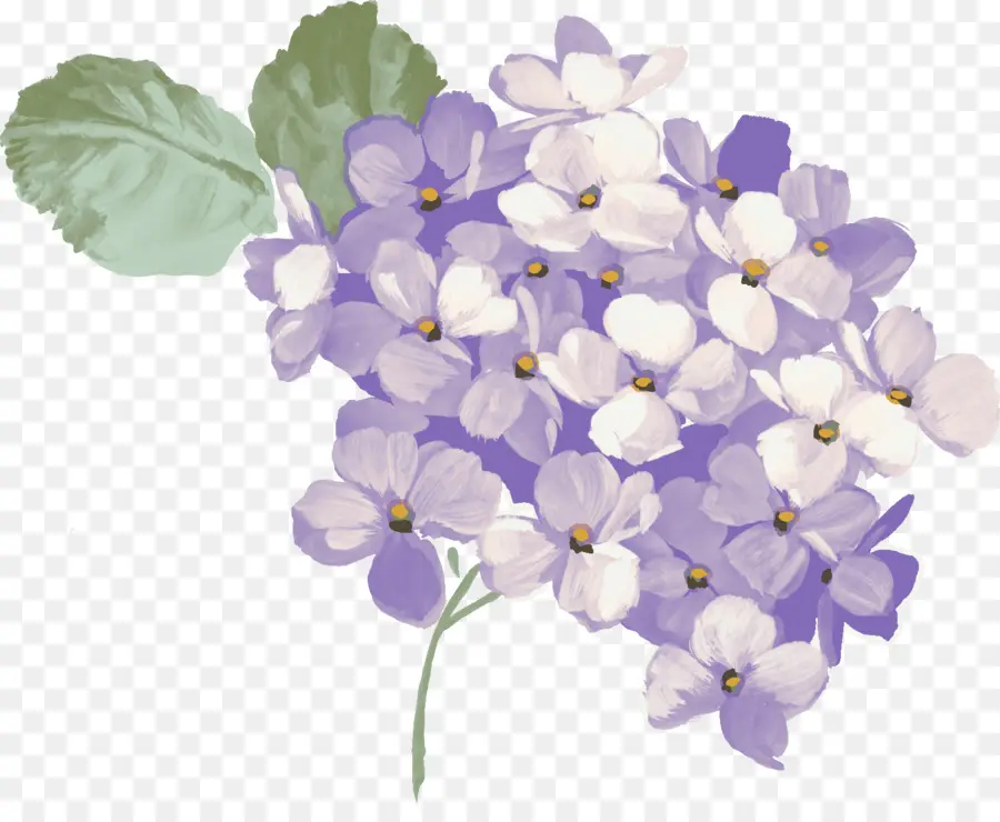 Hortensia，Télécharger PNG